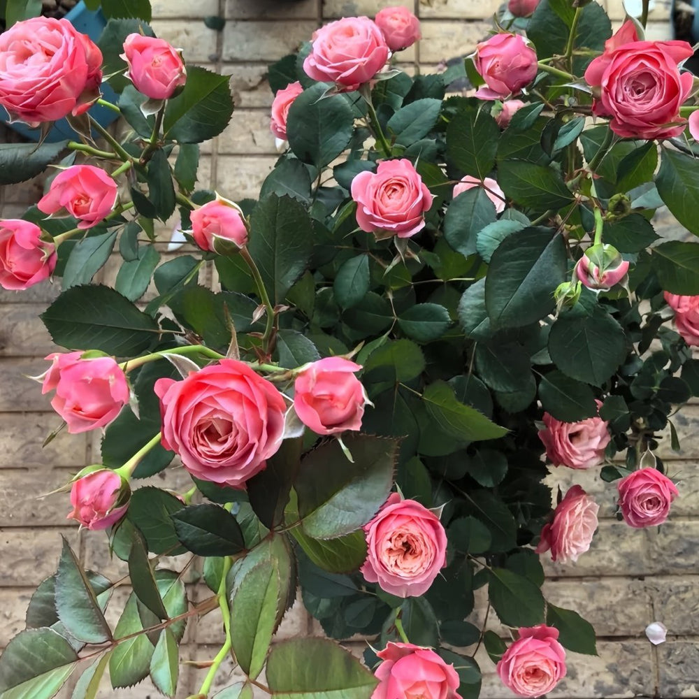 Bico Baby Romantica Rose Plant|浪漫比克 image 7