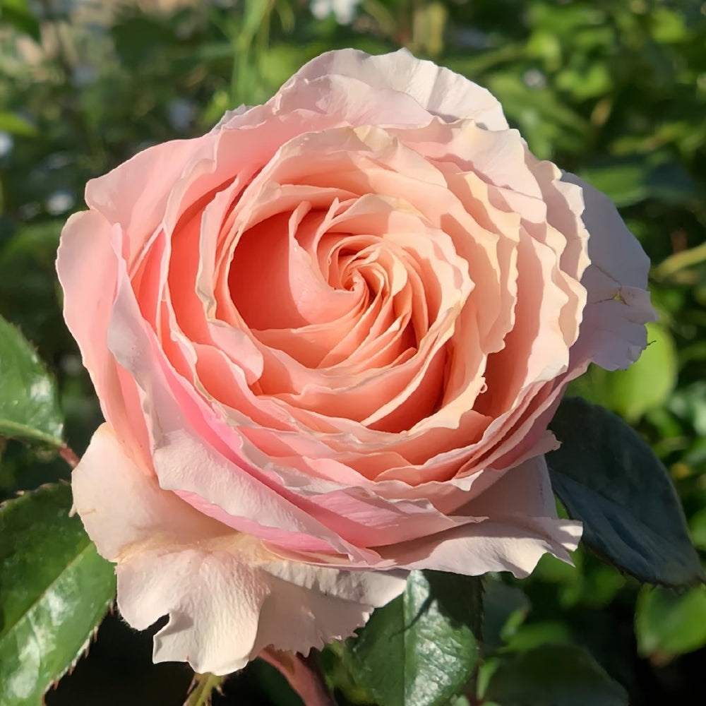 Parle moi Rose Plant｜侧耳倾听 image 5