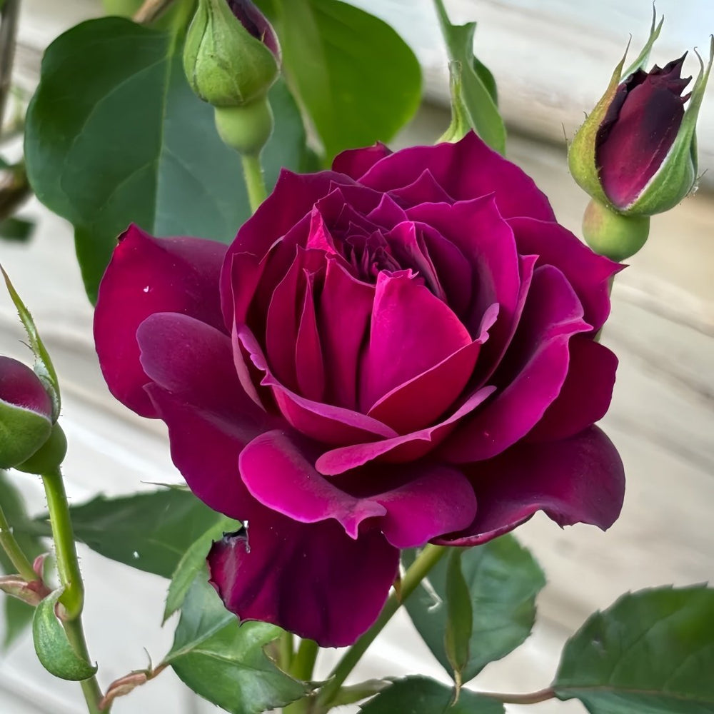 Laylah Rose Plant|黑夜莱拉 image 7