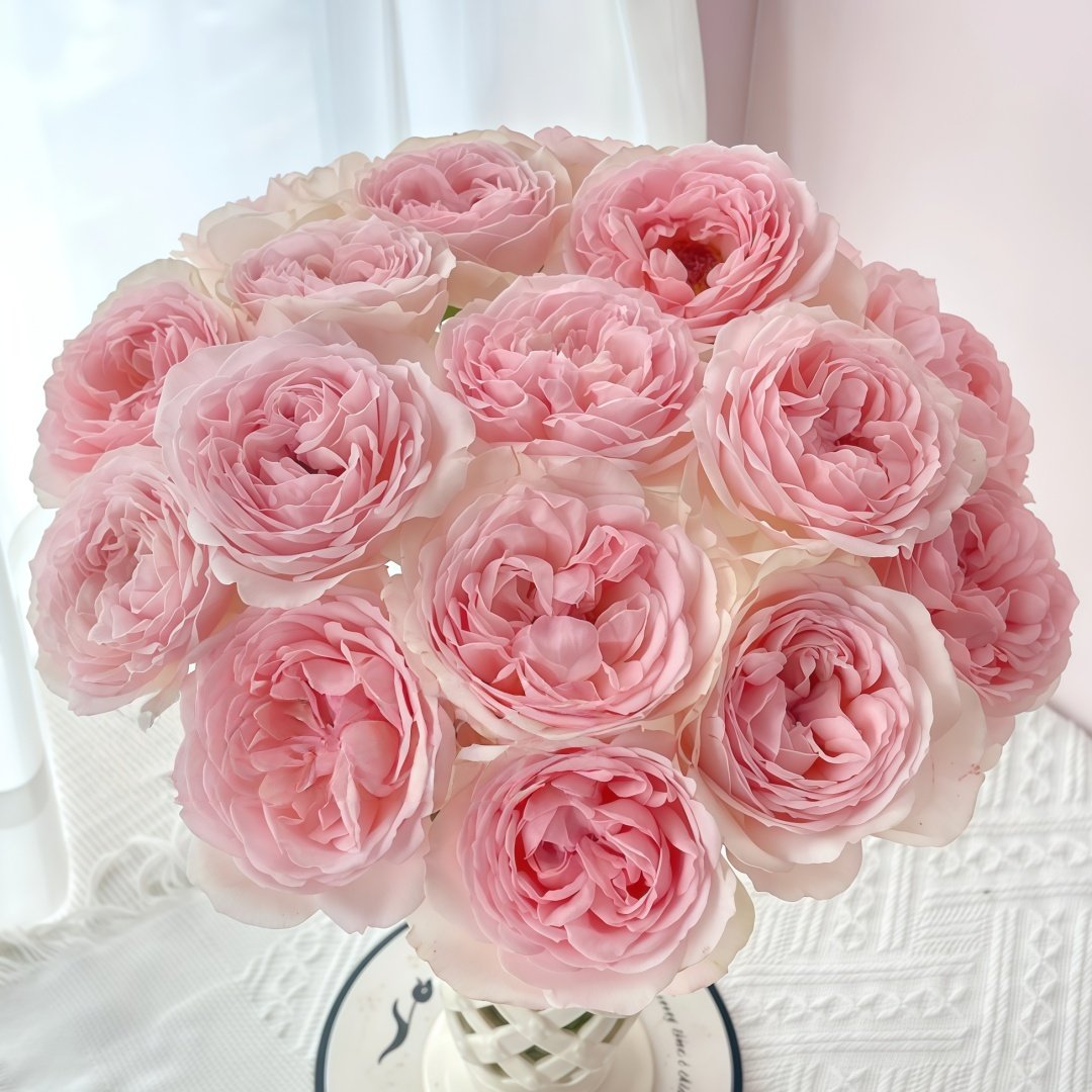 Kyouka Rose Plant|镜花 image 0