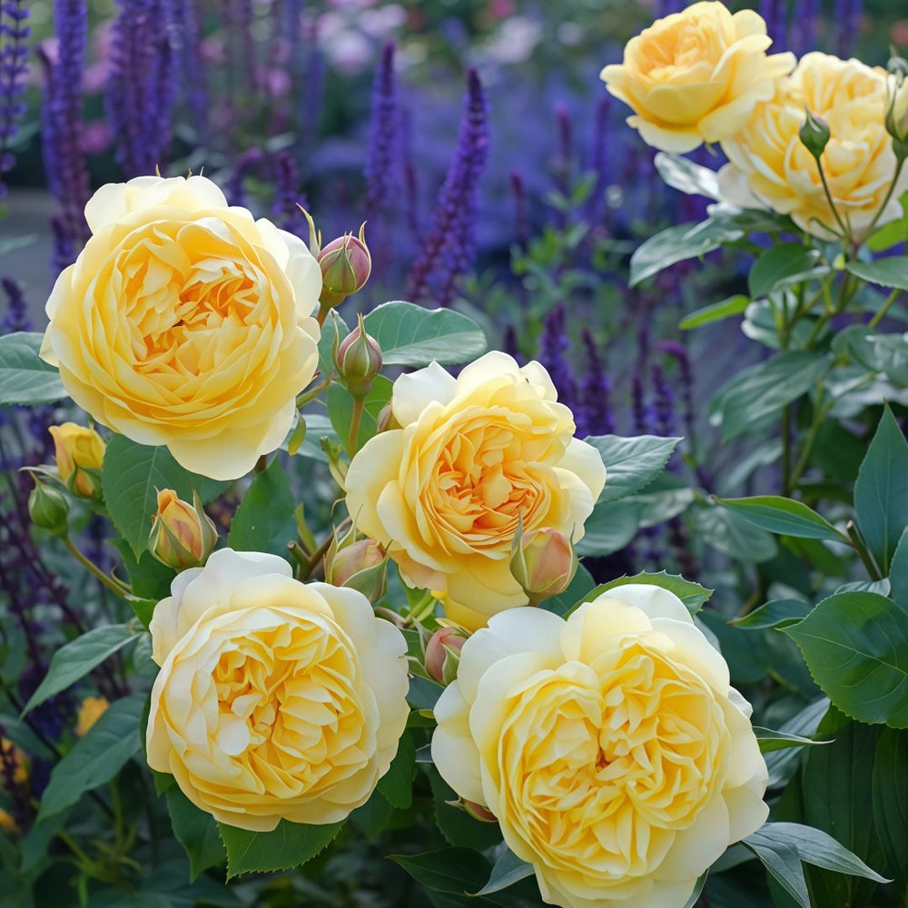 Bring me sunshine Rose Plant ｜阳光使者 image 8