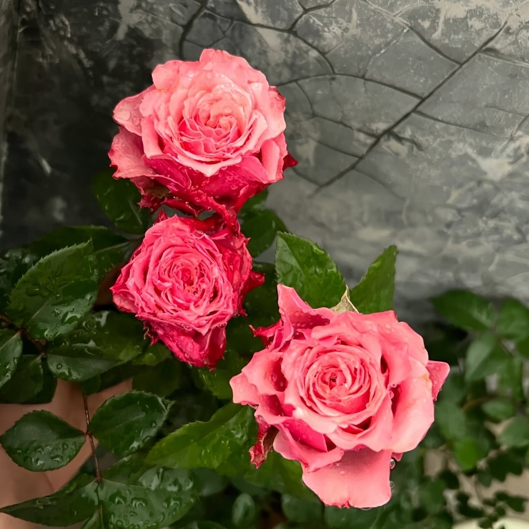 Belize Rose Plant｜伯利兹 image 5