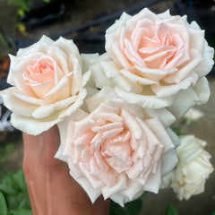 Trésor du Jardin Rose Plant|花园宝藏 image 2