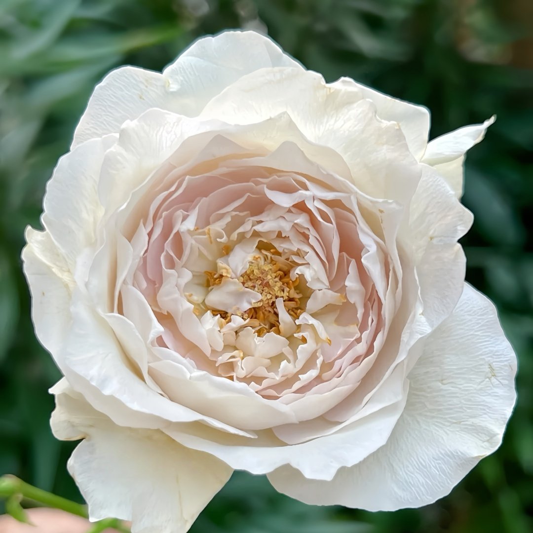 Milky Pearl Rose Plant｜珍珠牛乳 image 2
