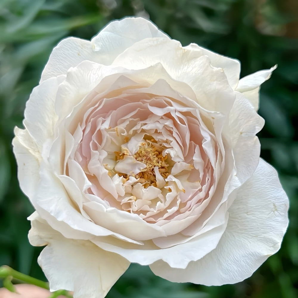 Milky Pearl Rose Plant｜珍珠牛乳 image 2