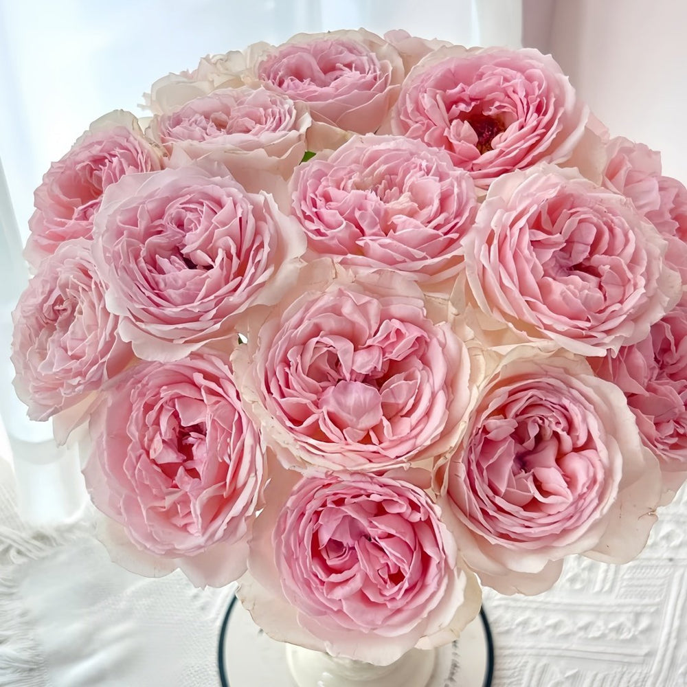 Kyouka Rose Plant|镜花 image 1