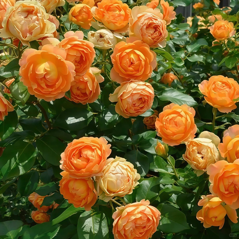 Honey Caramel Rose Plant｜蜂蜜焦糖 image 5