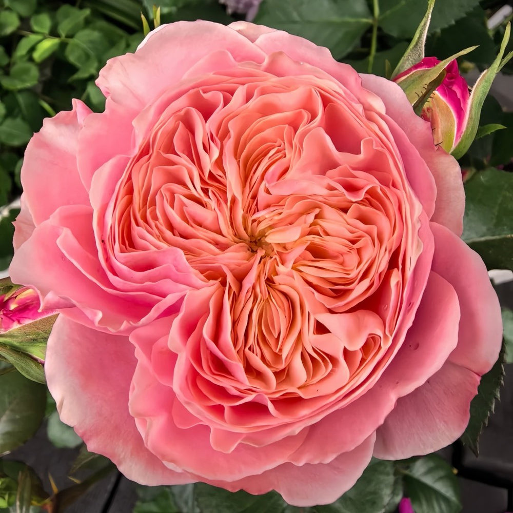 Victoria Classic Rose Plant｜维多利亚经典 image 0