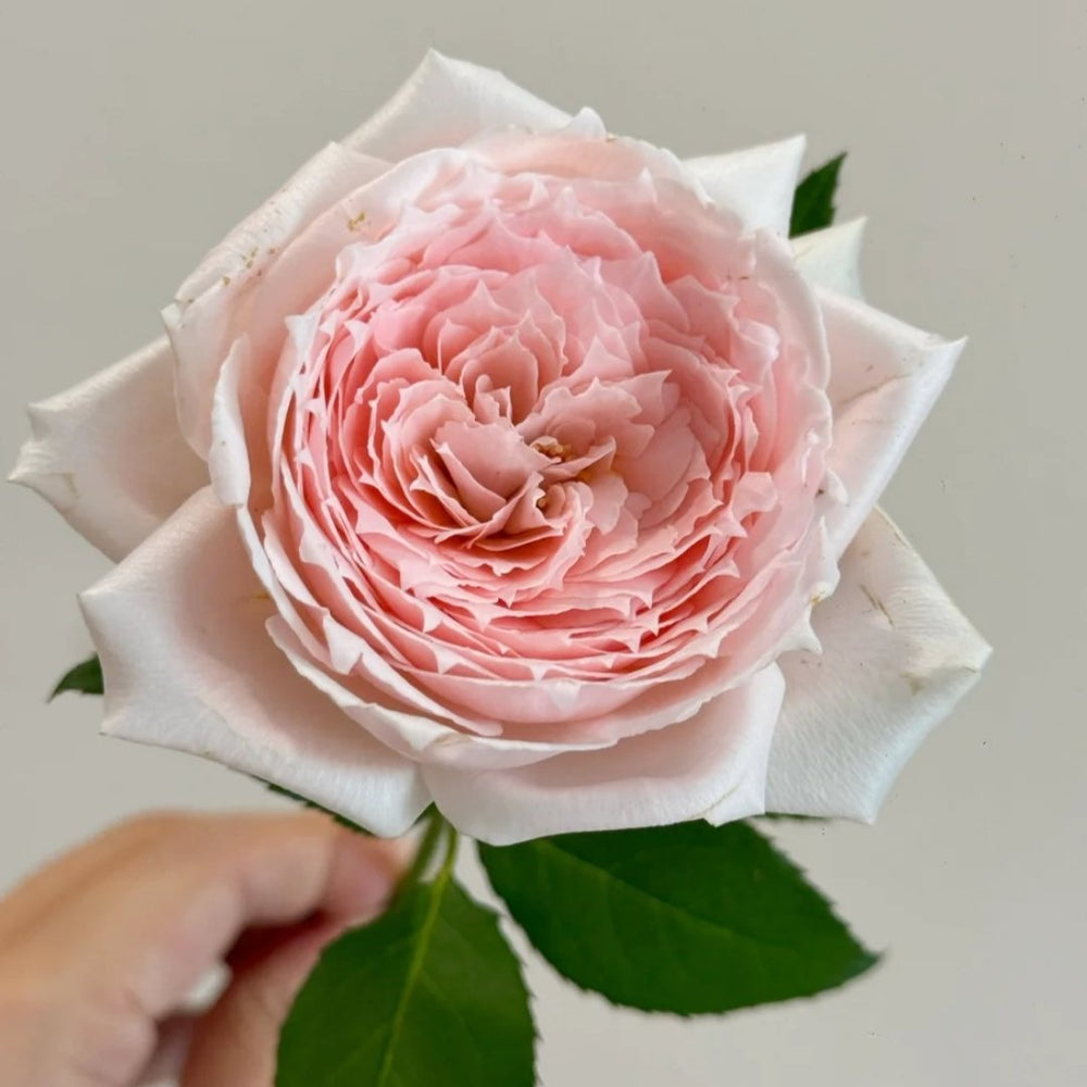 Princess Hitomi Rose Plant｜仁美公主 image 8