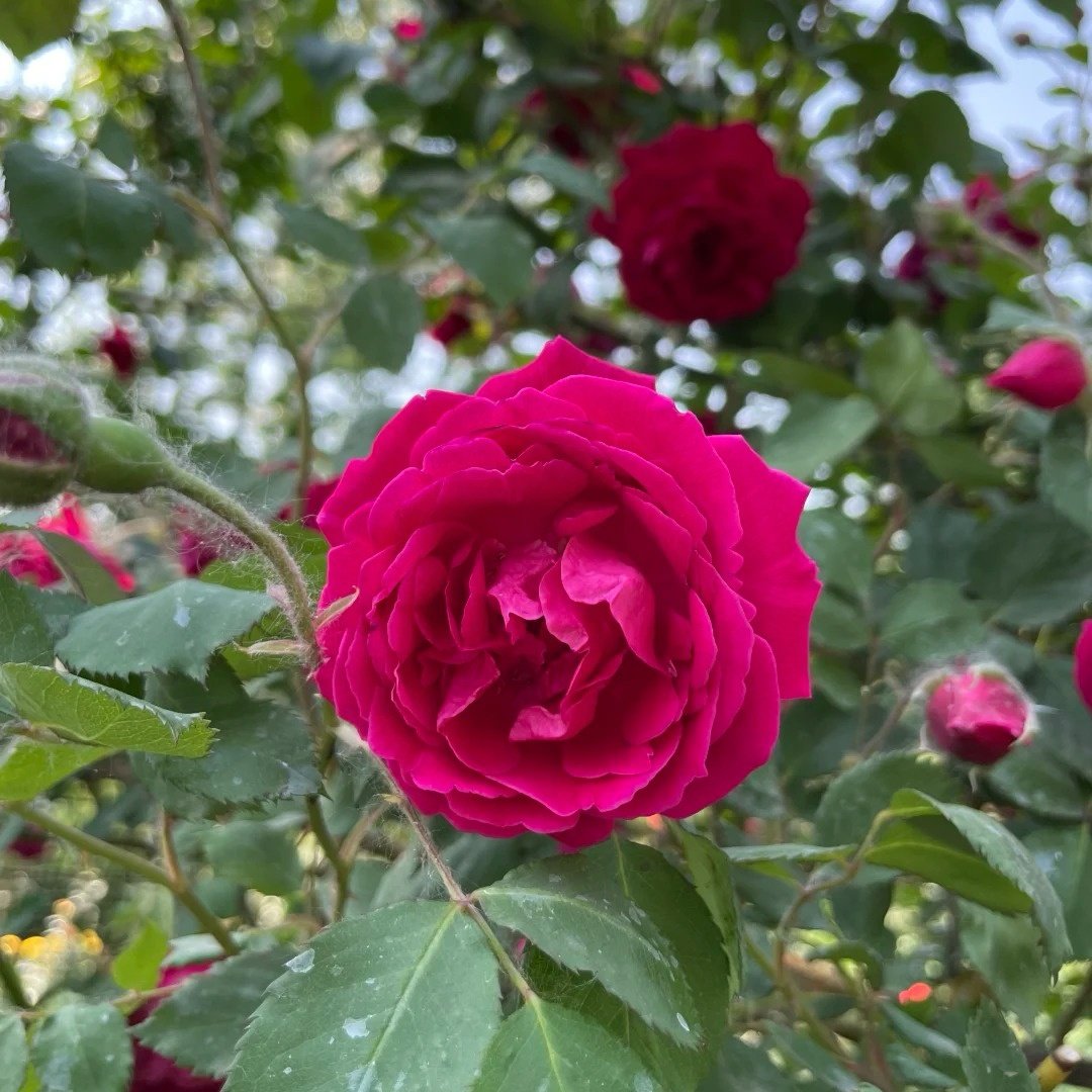 Soft Fragrant Red Rose Plant|软香红 image 5