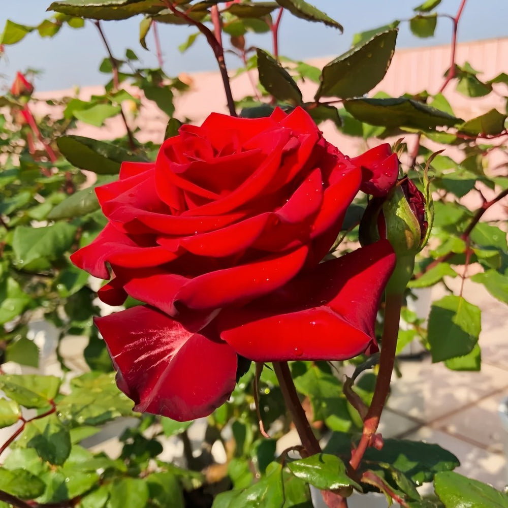 Plateau Red Rose Plant｜高原红 image 5