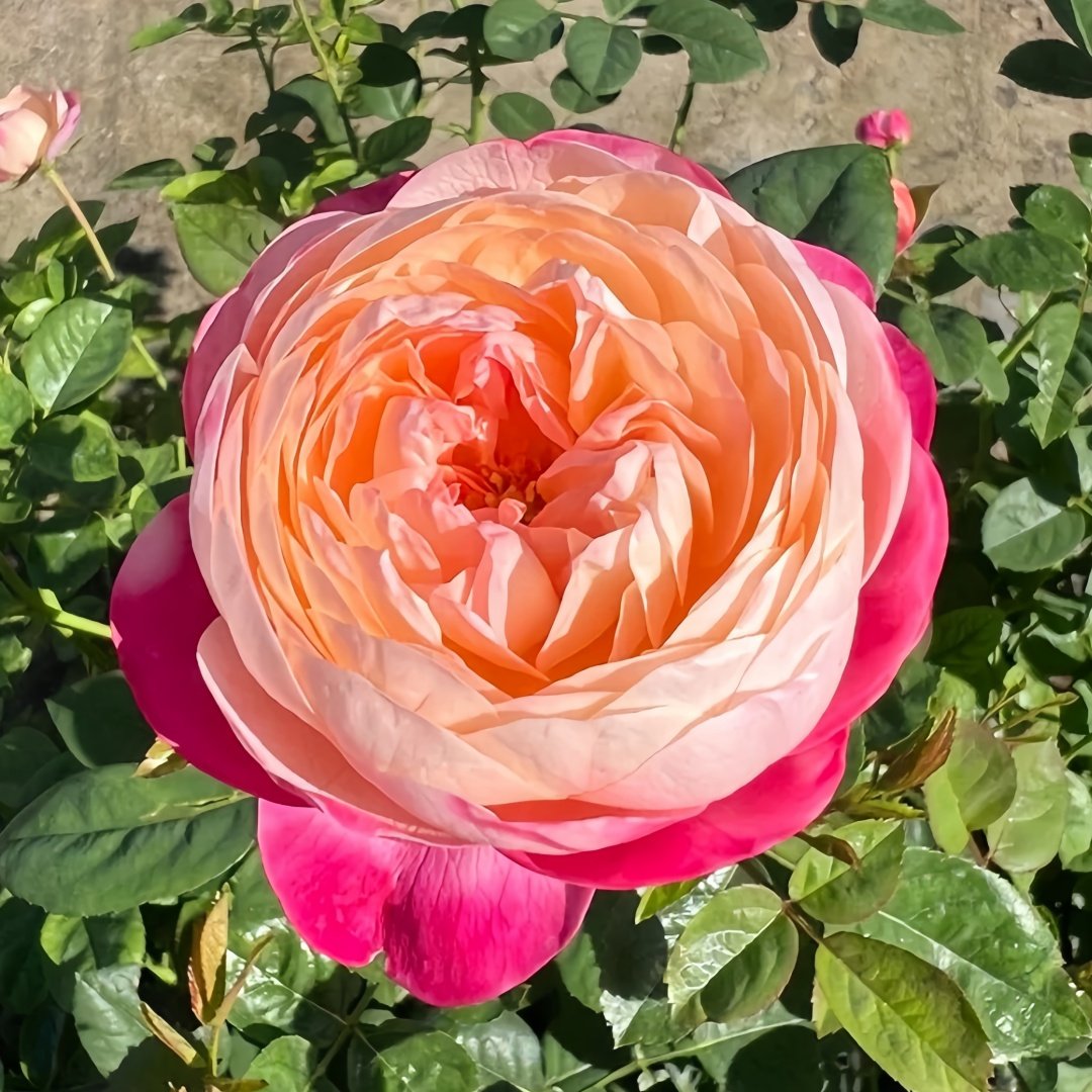 Japanese Mon Amour Rose Plant｜和室 image 8