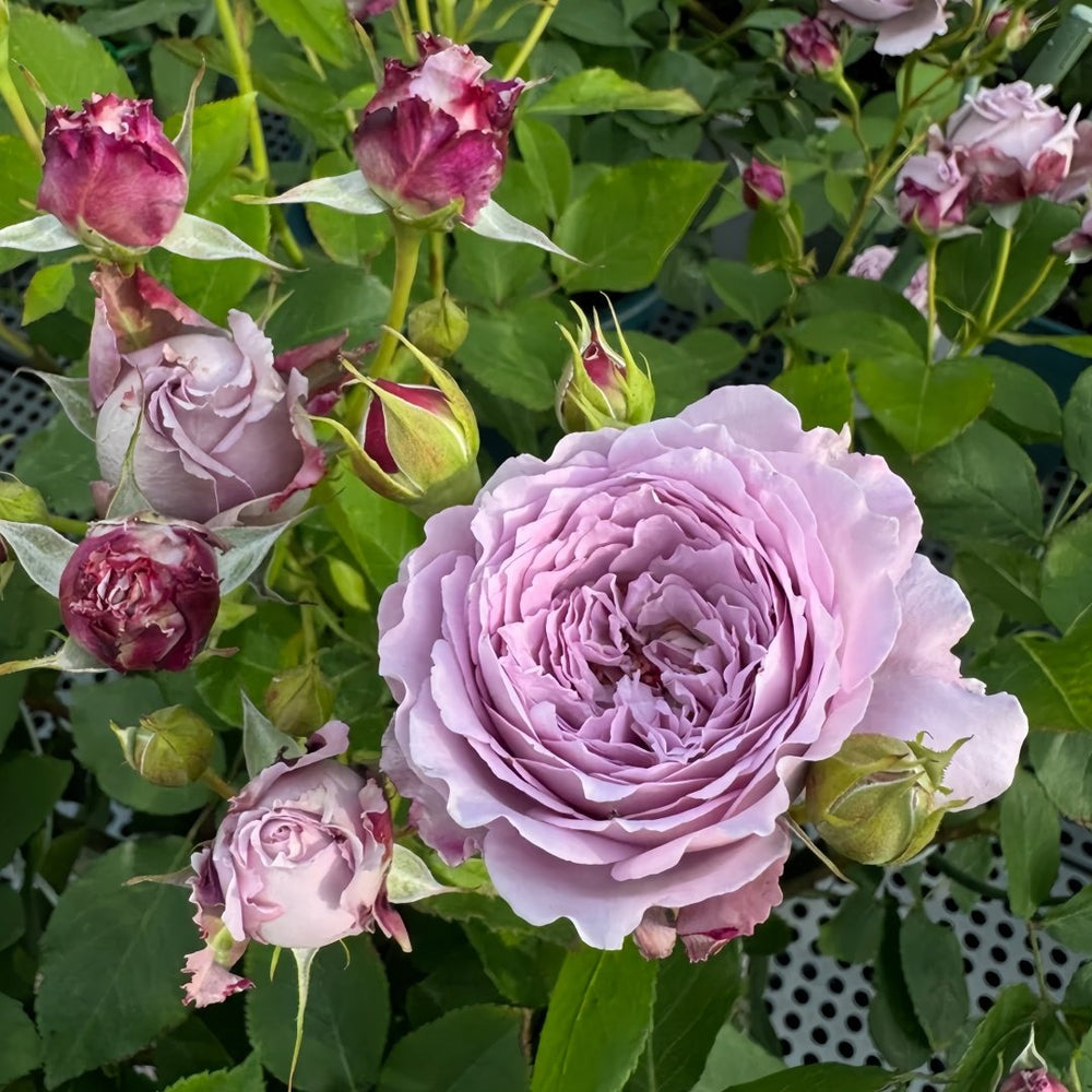 Lansiqiu Rose Plant｜蓝丝球 image 6