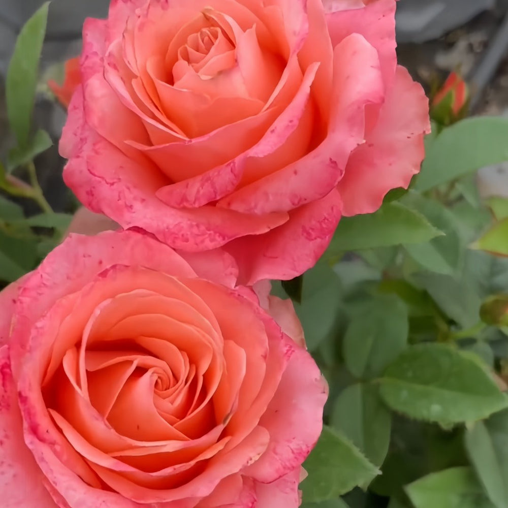 Mousse Rose Plant | 慕斯 image 7