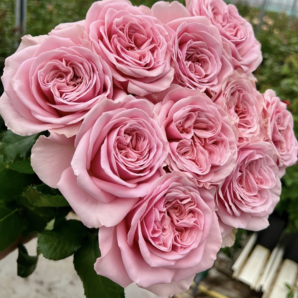 Rebellion Pink Rose Plant|粉色叛乱 image 3