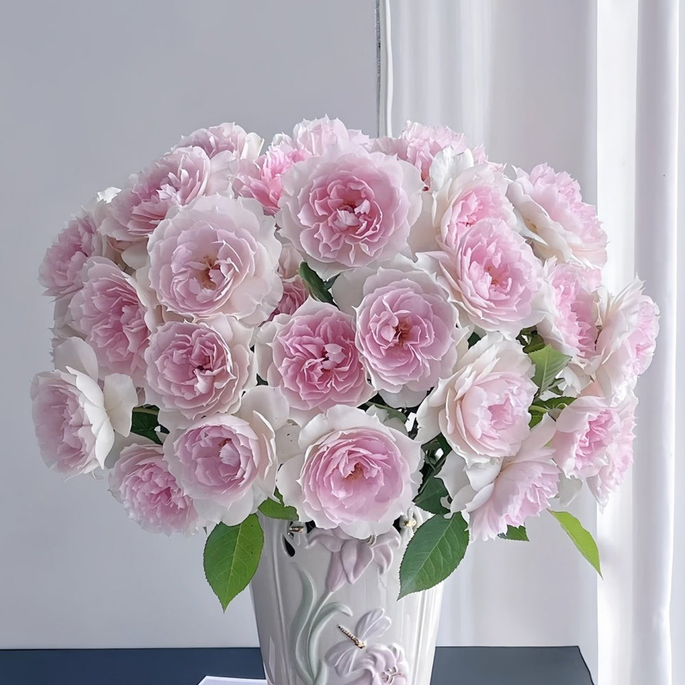 Shalimar Rose Plant｜夏莉玛 image 9