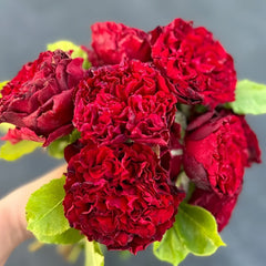 Lovett Rose Plant｜爱之花 image 3