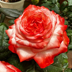 Farfalla Rose Plant｜法尔法拉 image 1