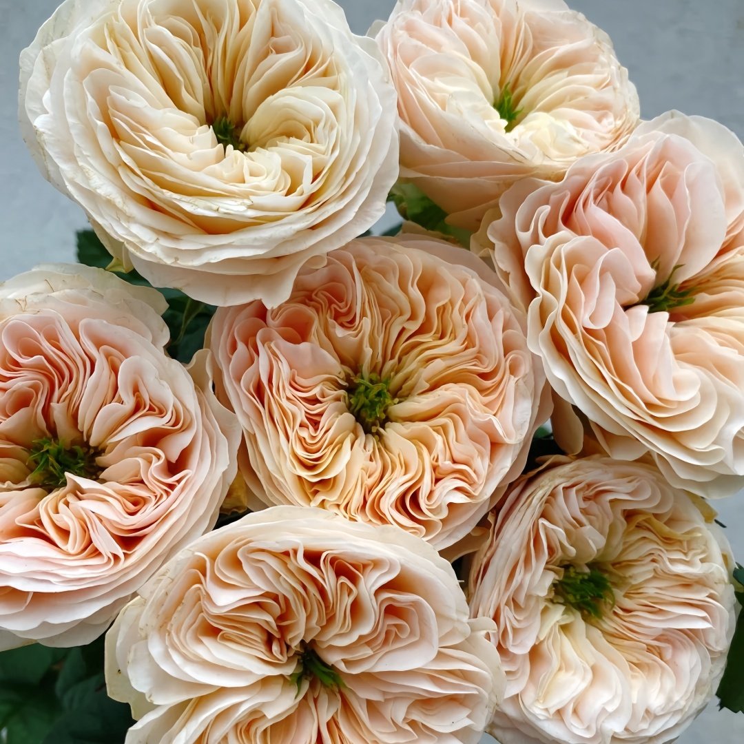 Stanley Abbey Rose Plant｜斯坦利修道院 image 1