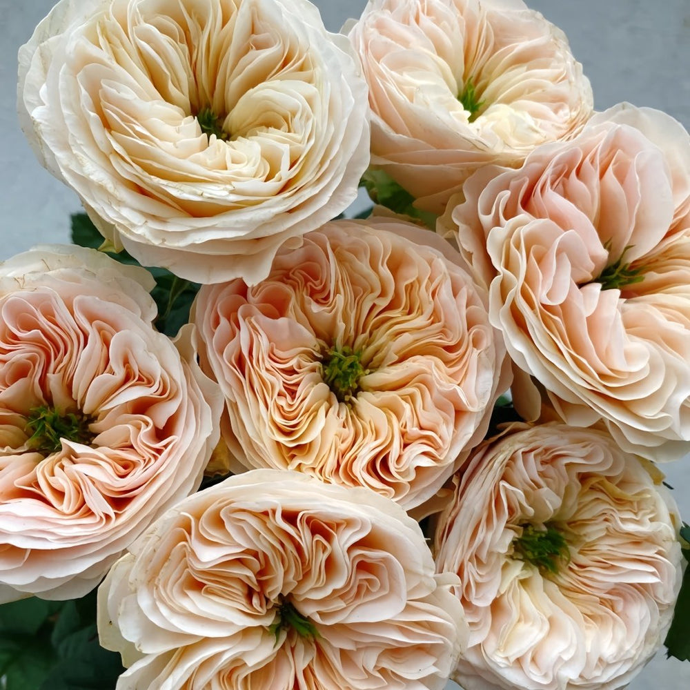 Stanley Abbey Rose Plant｜斯坦利修道院 image 1