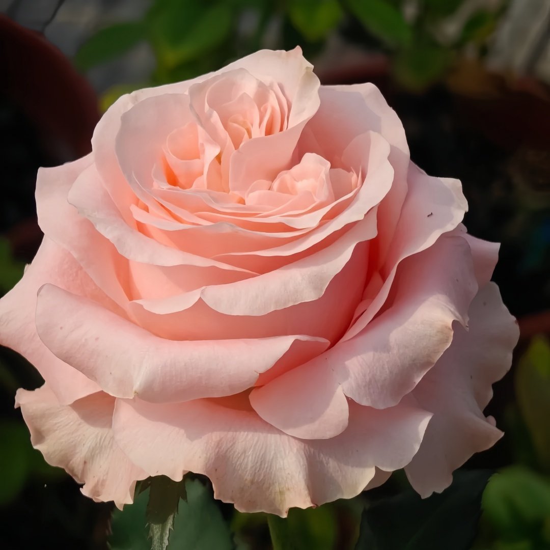Princess Crown Rose Plant｜公主皇冠 image 4
