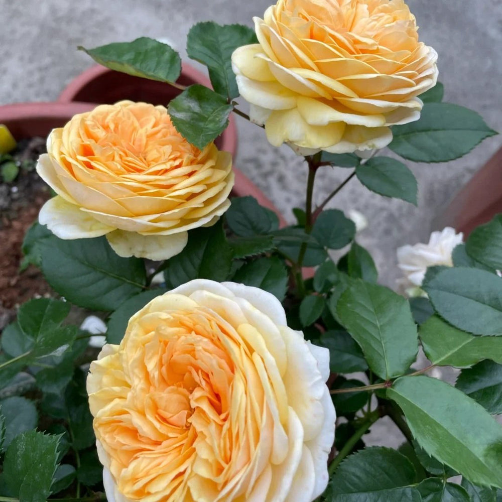 Chippendale Gold Rose Plant|金色音乐厅 image 4