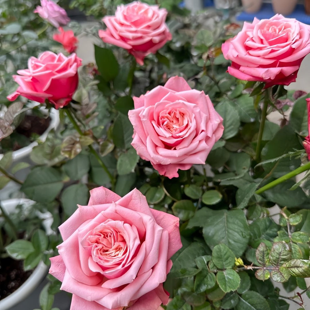 Alter Ego Rose Plant|闺蜜 image 7