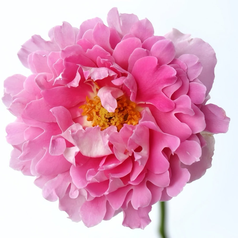 Fancy Ruffle Rose Plant｜花式褶皺玫瑰 image 4