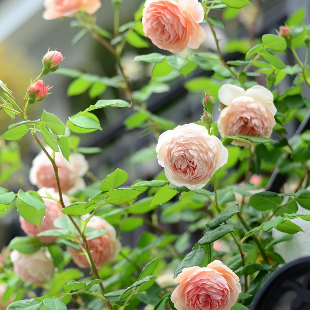 William Morris Rose Plant|威廉莫里斯 image 7