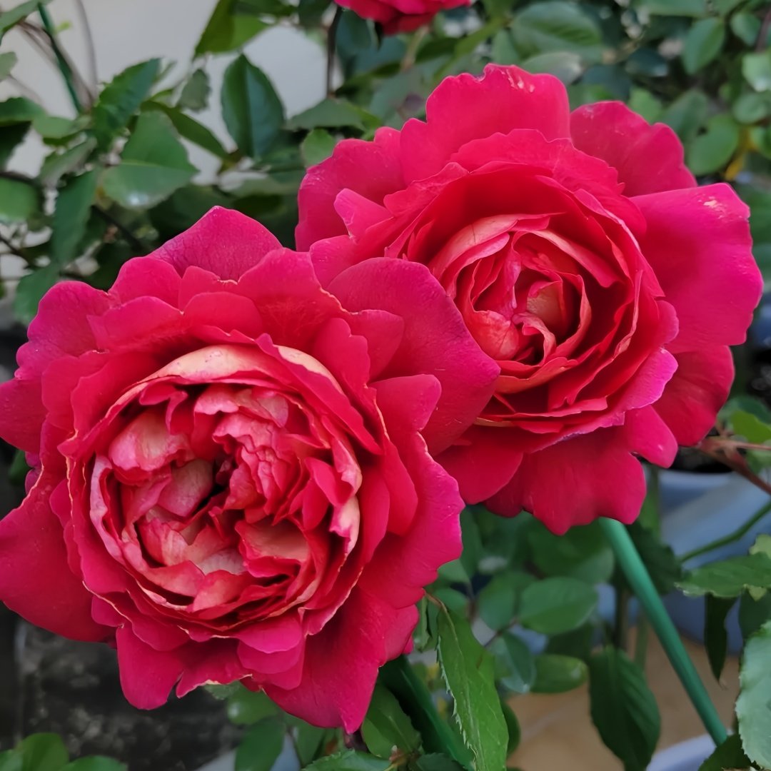 Dominique Massad Rose Plant｜马萨德医生 image 4