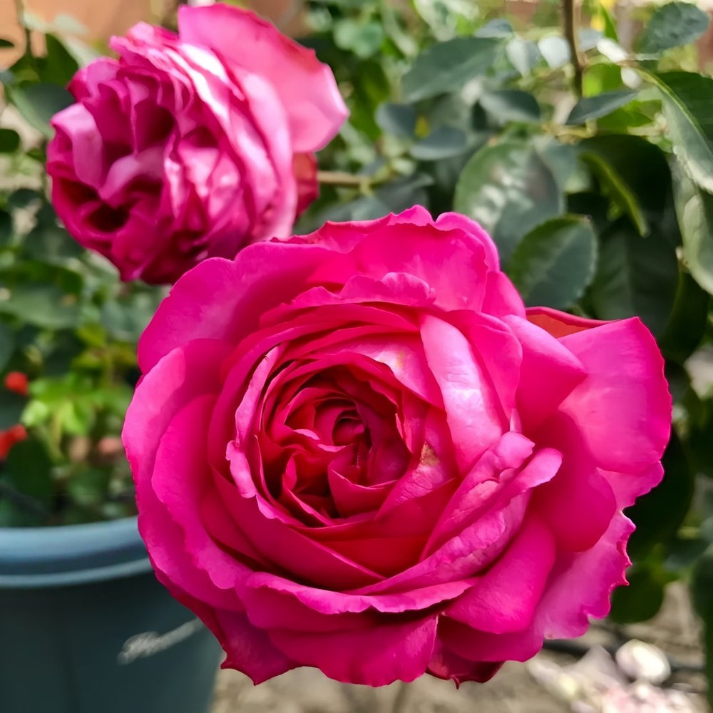 Yves loriot Rose Plant|伊芙里奥 image 6