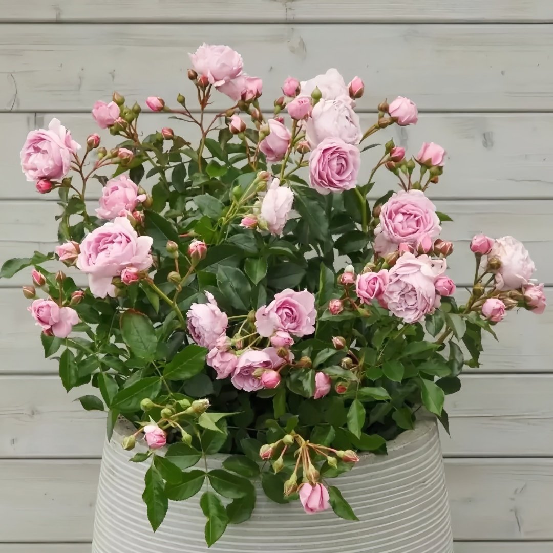 Nautica Rose Plant|诺蒂卡/海洋之心 image 9