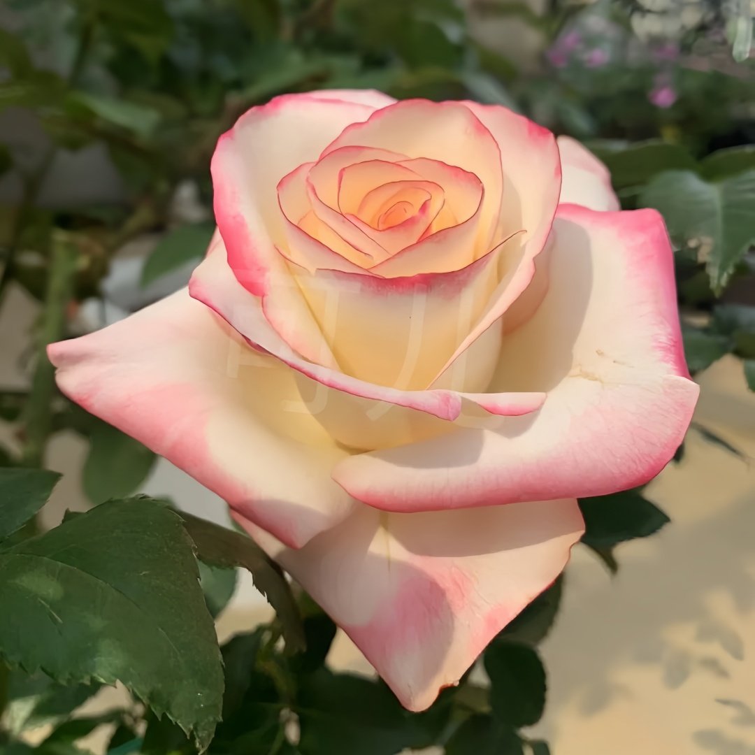 Sweet Berry Rose Plant｜二重奏 image 2