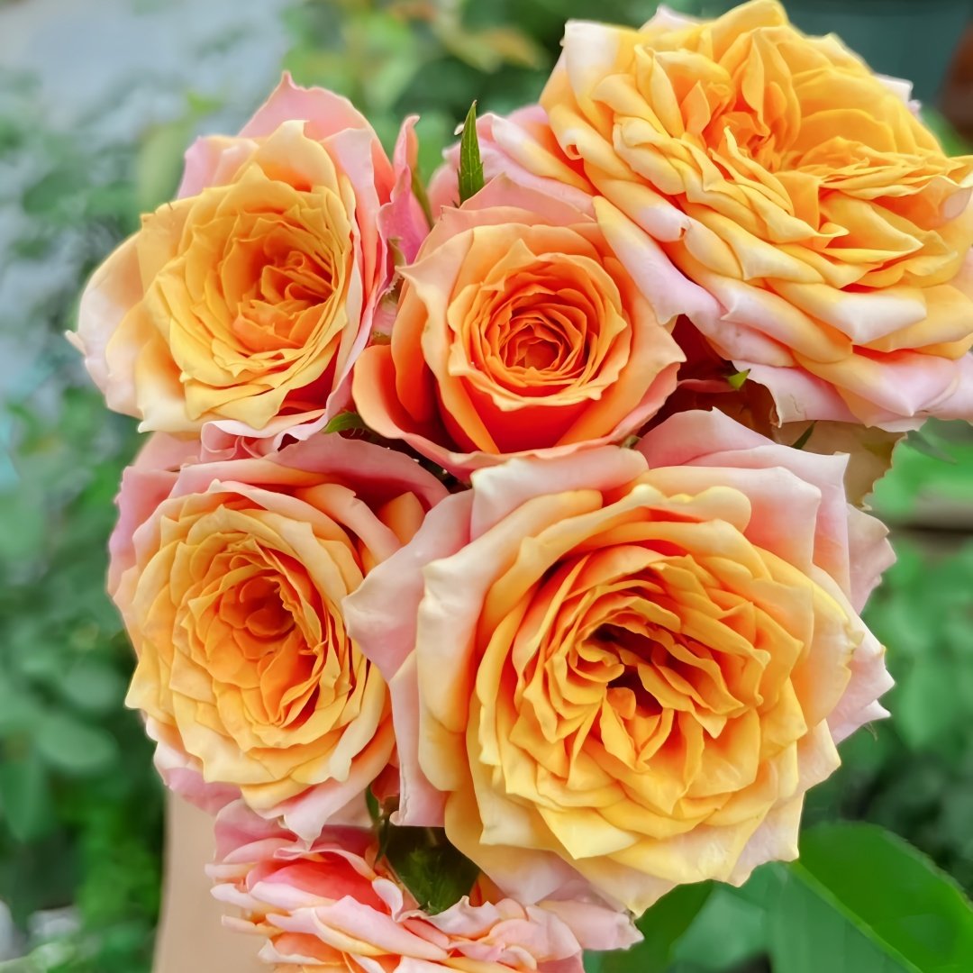 Rosa 'Naples Forever' Rose Plant｜永远的那不勒斯 image 8