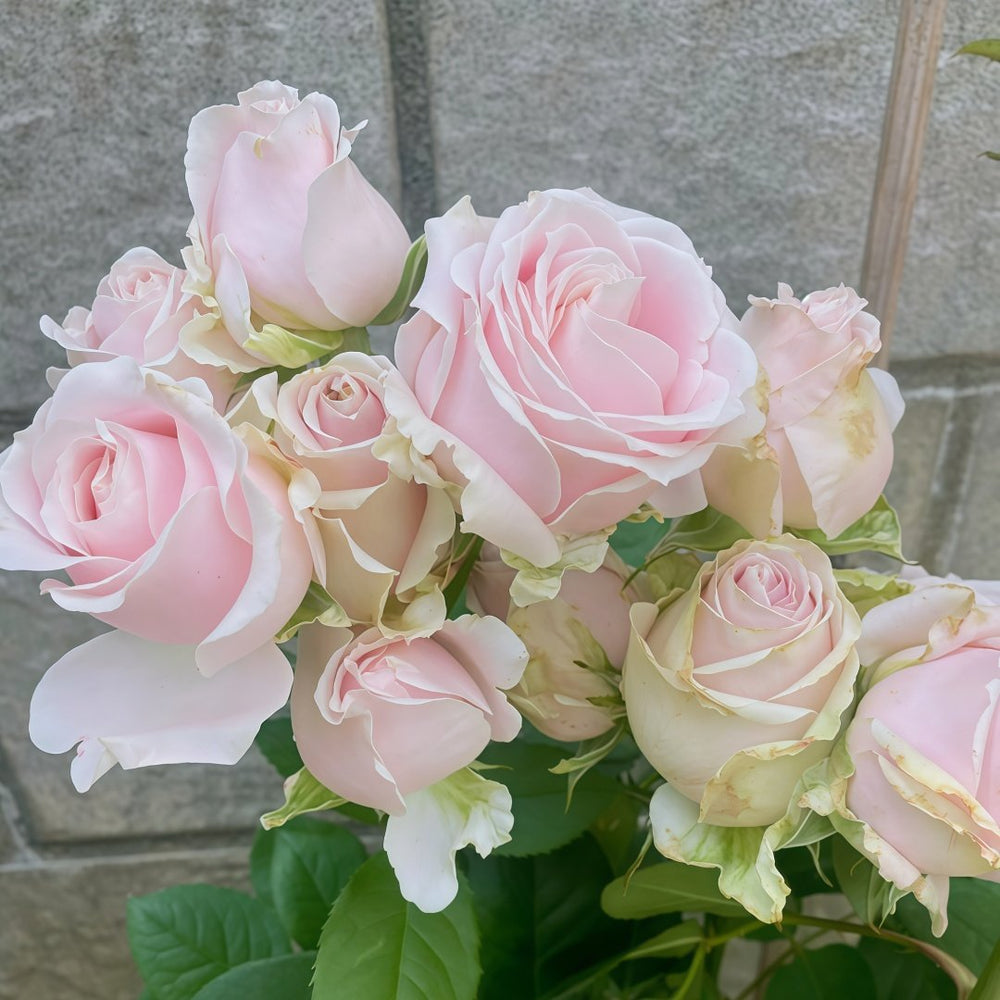 Pink Avalanche Rose Plant|粉红雪山 image 7