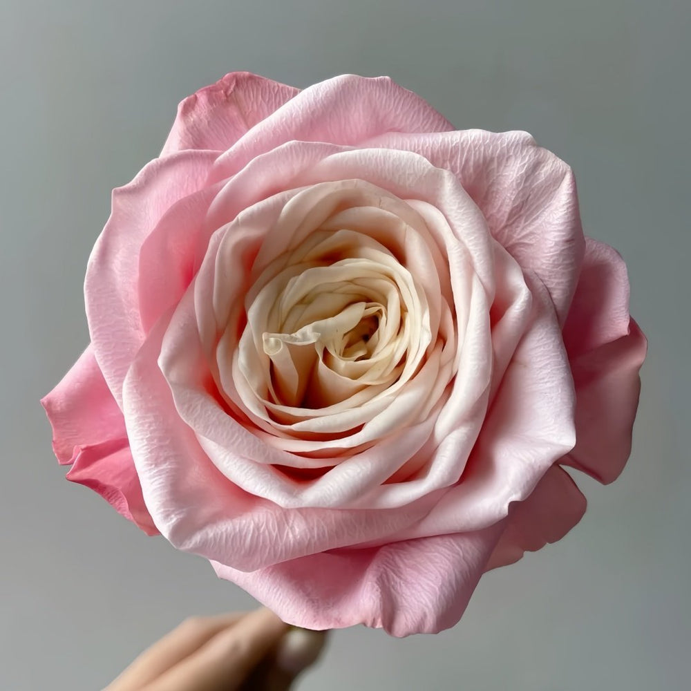 Supless Rose Plant｜甜蜜奶咖 image 2