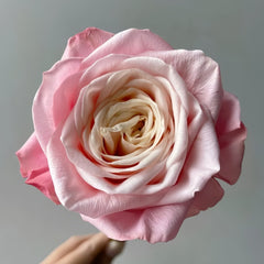 Supless Rose Plant｜甜蜜奶咖 image 2