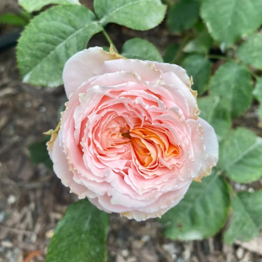 Georgia Peach Rose Plant | 格鲁吉亚蜜桃 image 1