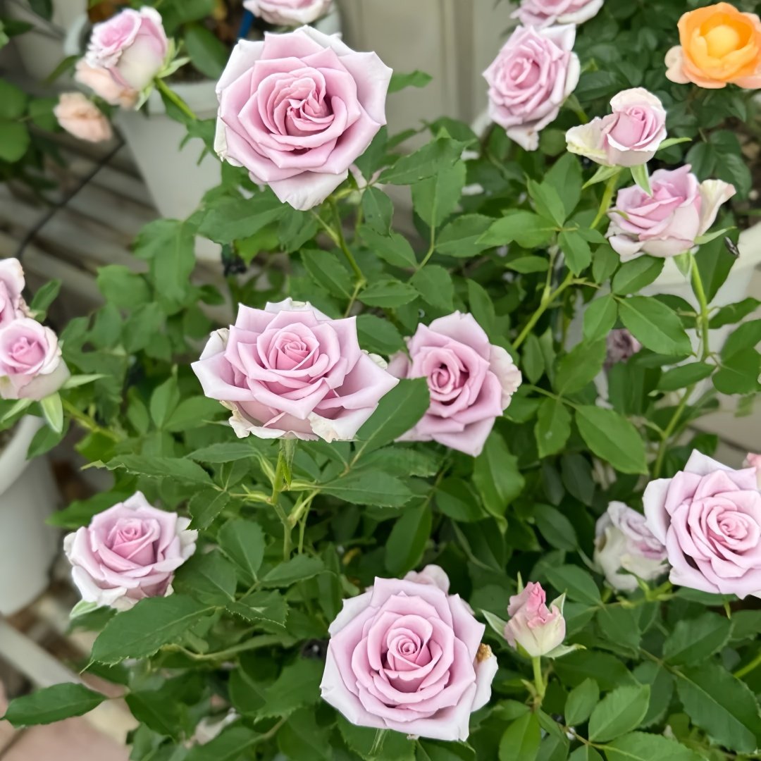 Nightingale Rose Plant｜紫霞仙子 image 9