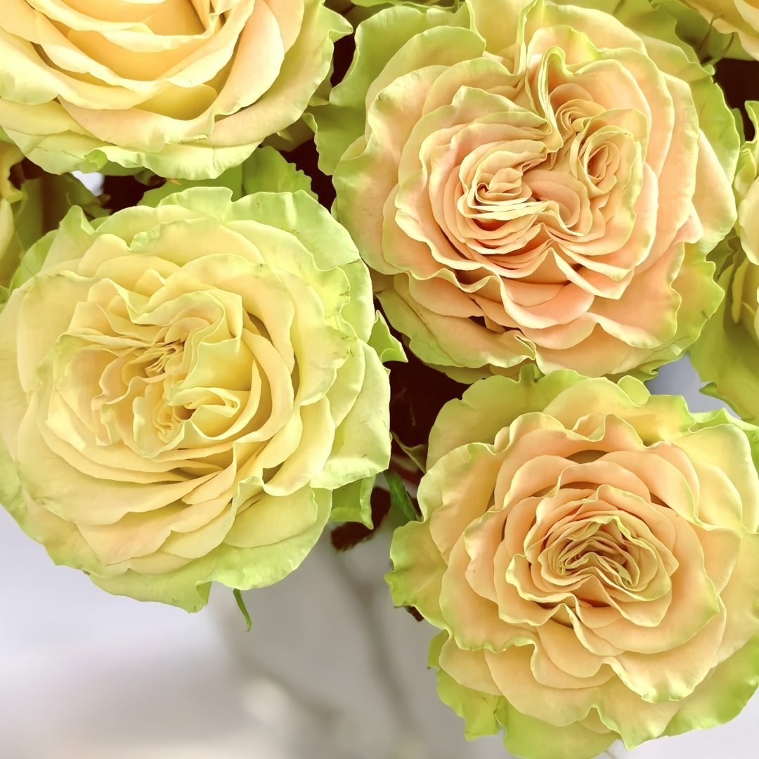 Shangguan Wan'er Rose Plant|上官婉儿 image 1