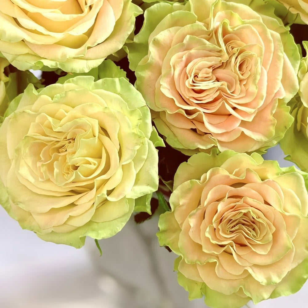 Shangguan Wan'er Rose Plant|上官婉儿 image 1