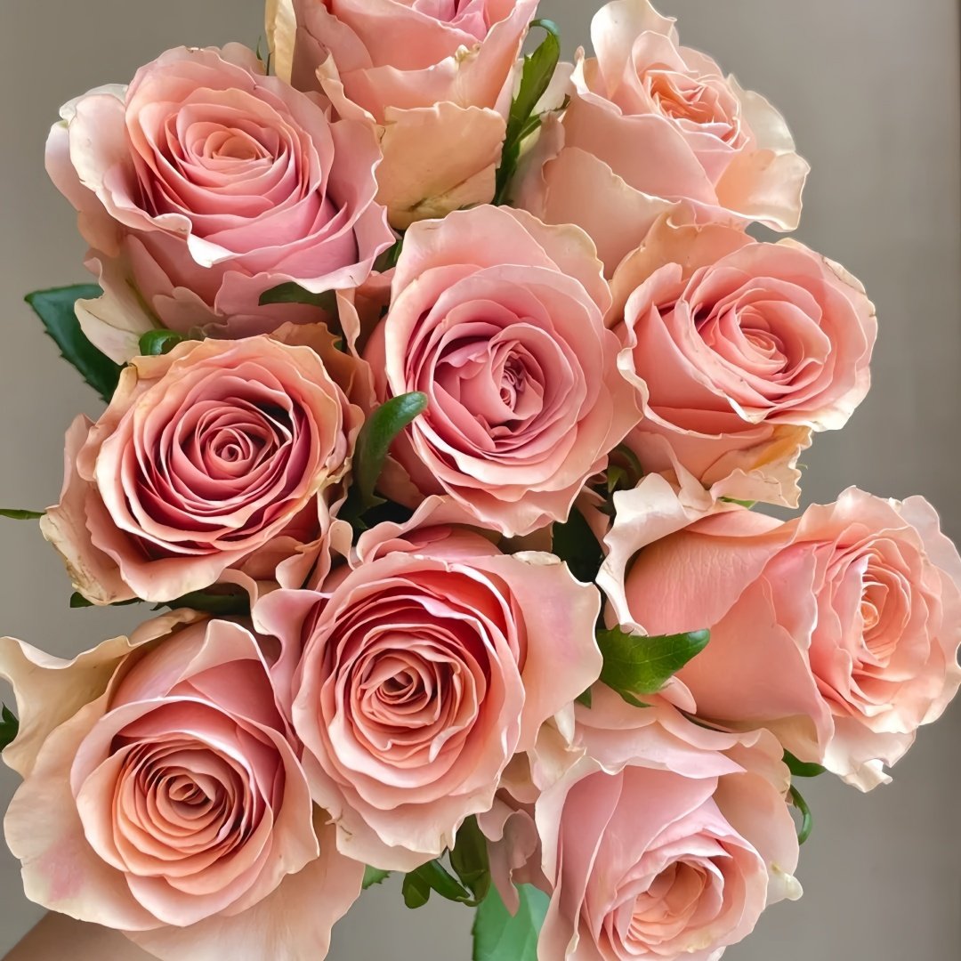 RP Moab Rose Plant | 莫泊 image 9