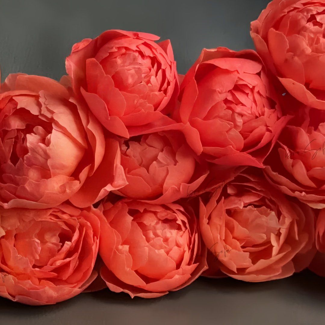 Chi Yan Rose Plant|炽焱 image 8