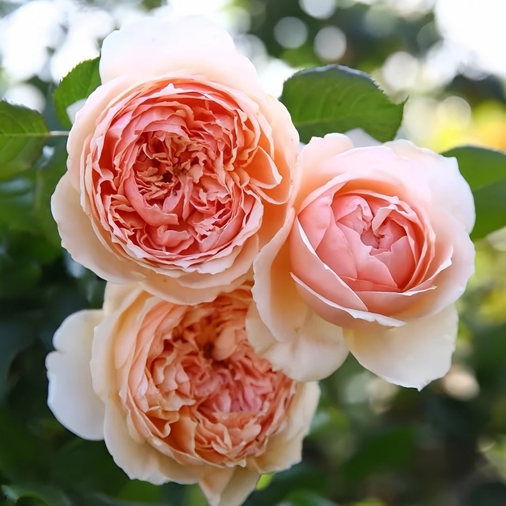 Masora Rose Plant| 真宙 image 1
