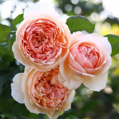 Masora Rose Plant| 真宙 image 1