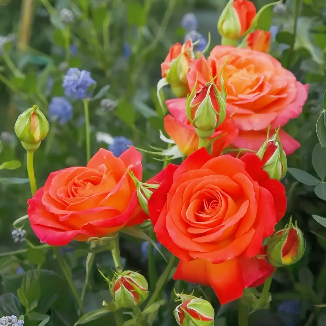 Vulcano Rose Plant｜火神岛 image 8