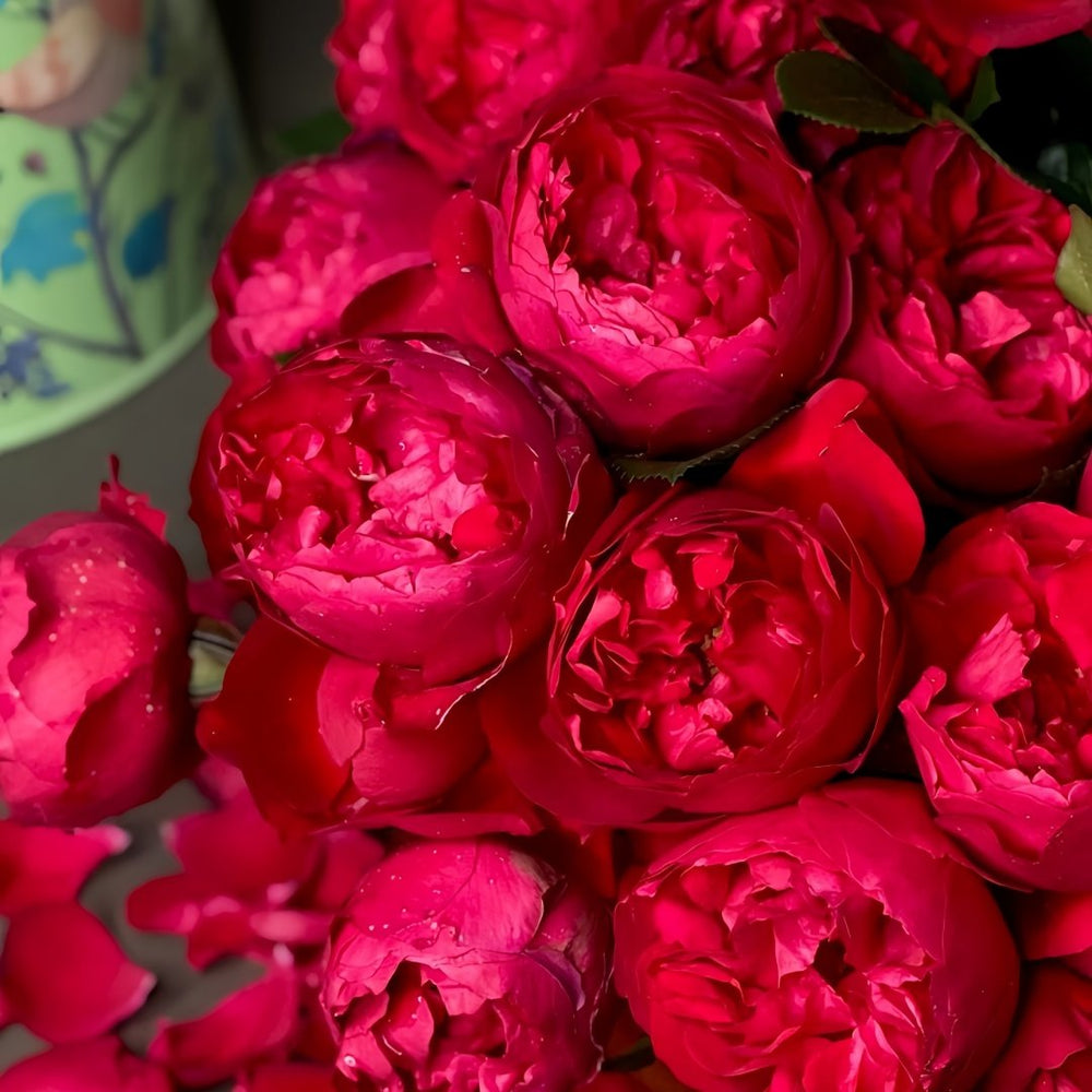 Florentina Rose Plant｜弗洛伦蒂娜 image 5