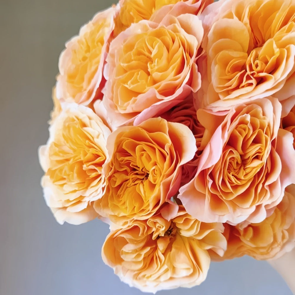 South Park Rose Plant｜南方公园 image 5