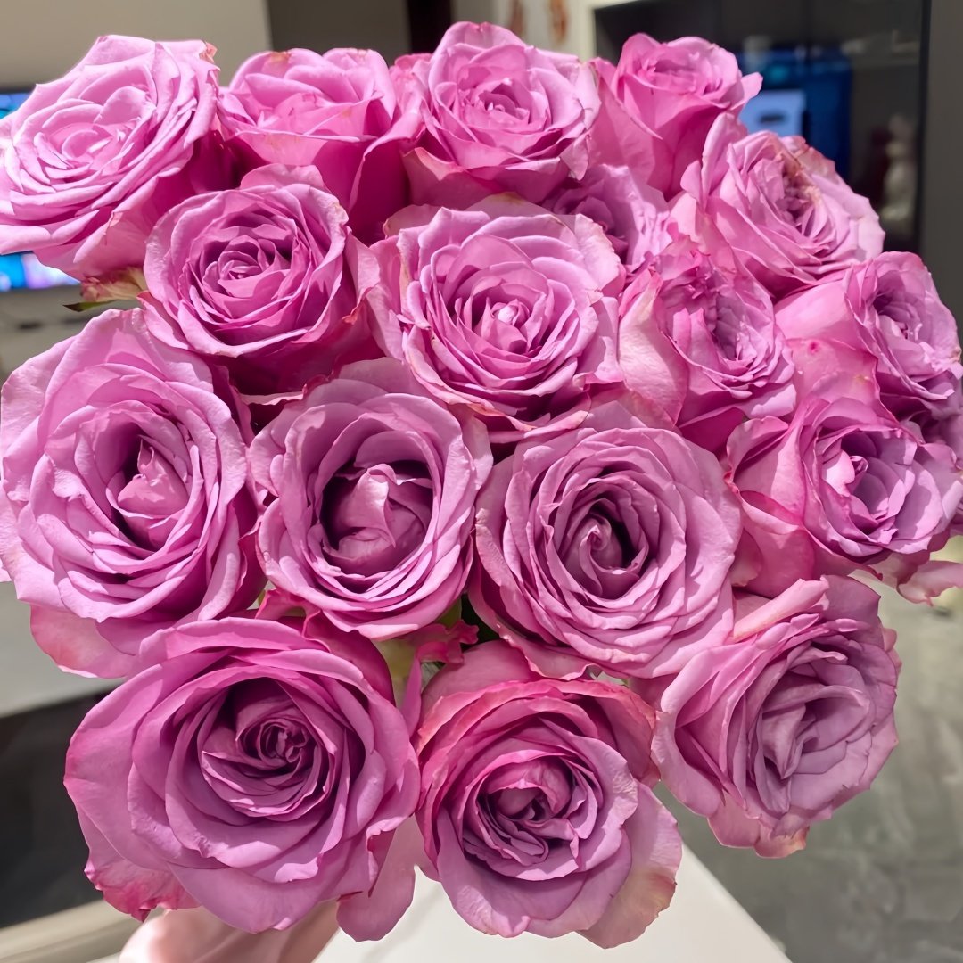 Cool Water Rose Plant|冷美人 image 8
