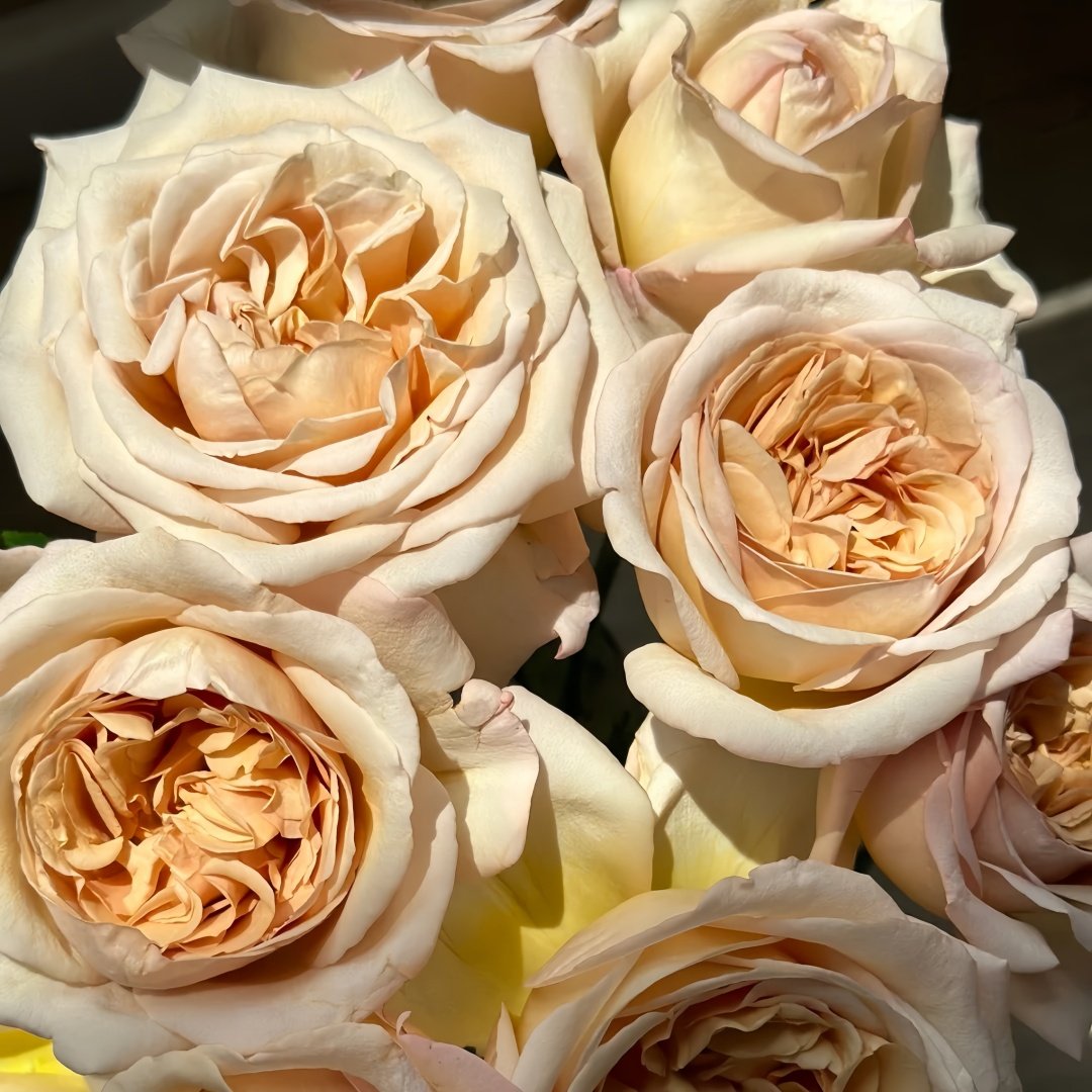 Rallye des Gazelles Rose Plant｜瞪羚拉力赛 image 4